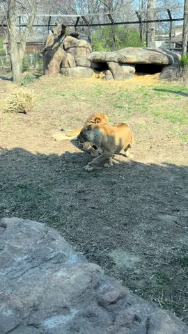 When you want attention from your man, but youre not getting it. 🤣🤣 #lion #lionking #funnyanimals #animals #animalsoftiktok #zoo #frisky #flirt #foryou 