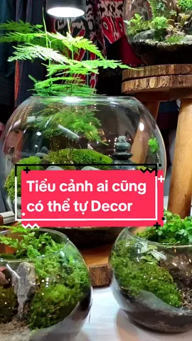Chơi cá dưỡng tâm rồi chơi thêm cây dưỡng thần cho nó đủ bộ😁 #leeaqua #chauthuytinh #chauthuytinhtron #setupthuysinh #aquascaping #tieucanhdeban 