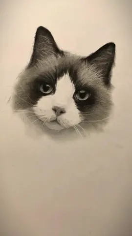 ❤️✏️ How to Draw a Cat Face | Pencil Drawing #pencildrawing  #pencilartist#drawing  #drawingtutorial  #howtodraw  #sketchbook #art  #artist  #fyp