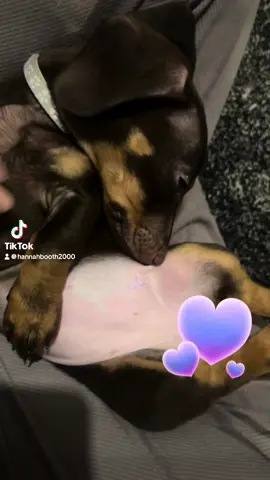 #puppy 
