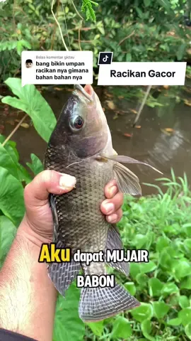 Membalas @gktau Racikan umpan dapet mujair babon#mancing #babon #umpanmancing #castingfishing🎣 #toman 