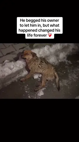 Watch till the end 🙏 #rescue #rescuedog #rescuepuppy #puppy #dog #puppytiktok #dogsoftiktok #savepuppy #animallover 