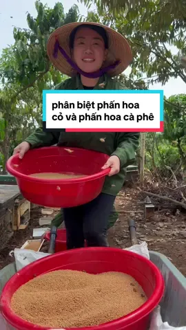 Trả lời @💙Smile 😊 phân biệt phấn hoa cỏ và phấn hoa cà phê ? #thuanthienshop #thuanthienshophaichiem #matnatoidenphanhoa 