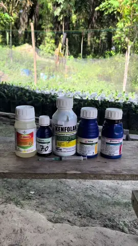 Yang kemarin pada banyak yang tanya untuk pengendalian hama dan jamur di pembibitan kelapa sawit saya gunakan seperti yang di video ya kawan kawan, yg paling penting konsisten untuk semprot setiap minggu agar hasil nya maksimal