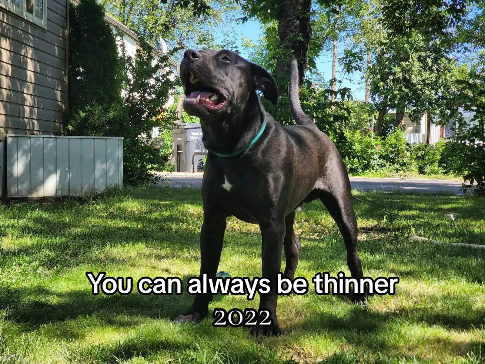 I love watching this dog progress #dogsoftiktok #bandogge #mastiffmix #apbtmix #runyourdogsnotyourmouth #trainyourdogs #DogTraining #fitdogsarehappydogs 