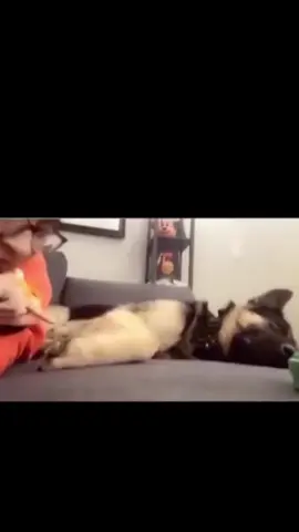 The End Cute Pet 😂😂#funny #haha #funnyvideos #animals #cat #dog #pet #foryou #foryoupage #viral 