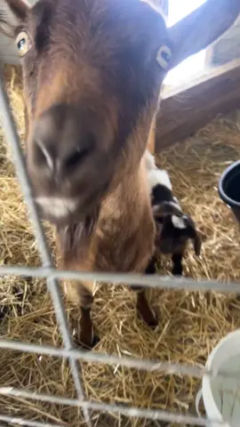 Trying to take a picture of the new baby but cookie cant stant not being the center of attention. #goats #leamansgreenapplebarn #7generationfarm #michiganfarmer #babygoats #babygoatsarethebest #newbaby#fypシ #funny #cute 