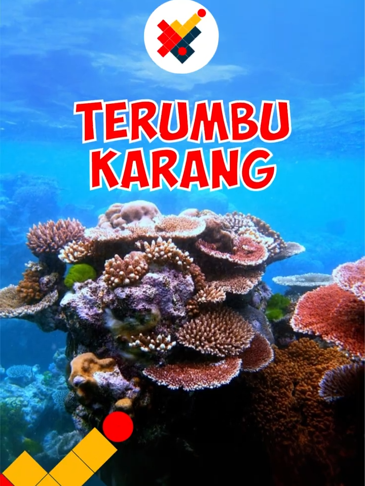 ternyata terumbu karang bukan jenis tanaman melainkan hewan laut #coral #terumbukarang #underwater  Meskipun banyak orang mengira terumbu karang adalah tanaman, sebenarnya mereka adalah hewan yang diklasifikasikan sebagai Cnidaria. Terumbu karang terdiri dari polip pusat yang dikelilingi oleh kerangka luar yang keras. Polip adalah makhluk hidup berbentuk silinder dengan tentakel kecil di salah satu ujungnya. Selama jutaan tahun, kerangka luar ini tumbuh membentuk terumbu karang. Membutuhkan Sinar Matahari untuk Tumbuh: Terumbu karang tumbuh paling baik pada kedalaman kurang dari 70 meter, di mana sinar matahari dapat dengan mudah dijangkau. Karang dan alga memiliki hubungan simbiosis, di mana alga hidup menempel dengan karang dan memberikan warna yang indah pada karang. Namun, jika air terlalu hangat, karang akan mengeluarkan alga, menyebabkan warna karang memudar menjadi putih. Terumbu karang bukan hanya menjadi daya tarik wisata bahari, tetapi juga memainkan peran penting dalam ekosistem laut. Keindahan dan kekayaan biologinya membuat terumbu karang menjadi pemandangan ikonik yang harus dijaga dan dilestarikan.