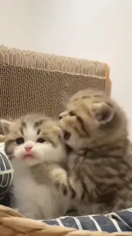 Cute cats 😻😻😻 #meow #viral #viralvideo #funnyvideos #funny #cats #catfight 