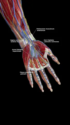 🖐️💥 Let's break down the hand's anatomy! Muscles for movement, ligaments for stability, nerves for sensation, and vessels for nourishment. Ready for a quick anatomy lesson? #AnatomyMagic  #HandAnatomy  #LearnWithSciePro  #EduTikTok  #sciart  #med  #medical  #physio  #muscle  #hand  #anatomy  #meded  #medicalstudent  #unity3d  #3dmodel  #3d  #animation  #study