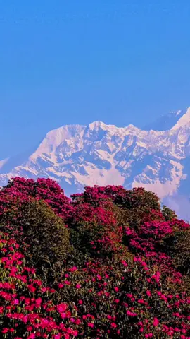 जोसँग सफल हुने आत्मविश्वास छ, उसैले सफलता प्राप्त गर्न सक्छ ।#videography #laliguras #naturelovers #nature #mountains #explore #ponhilltrek #nepal