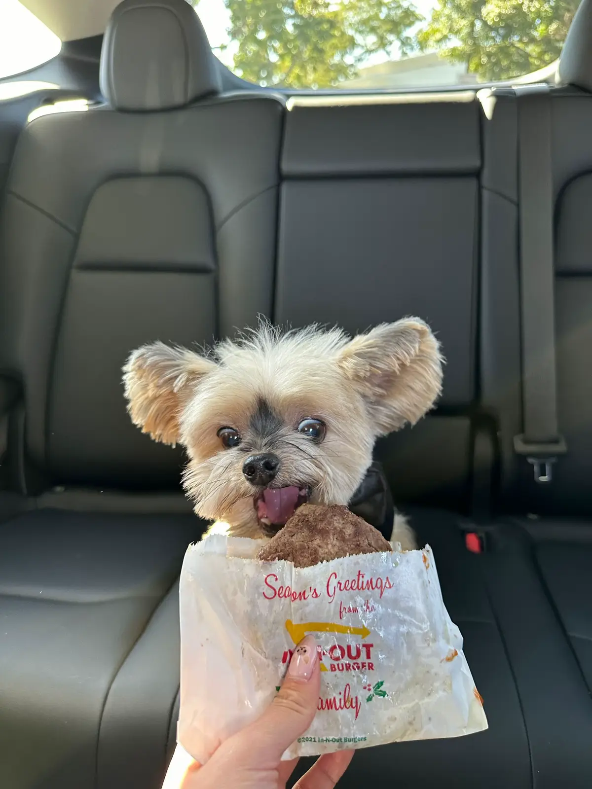 Love you so much little duck #duckytheyorkie #yorkie #yorkiesoftiktok #yorkielove #smalldogsoftiktok #yorkielover #yorkies #smalldog @Christine Hsu  