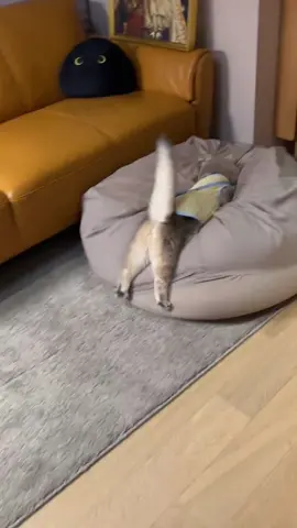 It's very much like when I got home, I was so tired that I ran straight to the sofa#fyp #cute #cats 