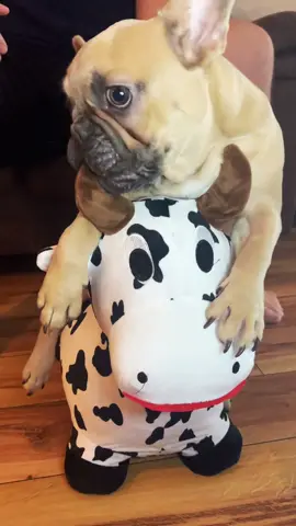 This ain't Texas #cutedogs #fyp #dog #dogs #dogsoftiktok #tiktok #foryou #funny #cute #funnymoments #pets #iykyk #cutedog #memes #funny #viral #content #contentcreator #tiktokviral #dogmeme #pets #cutepet #texasholdem #thisainttexas 