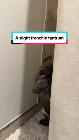 At the corner of needy & dramatic #frenchie #frenchietantrum #dogs #fyp #puppy 
