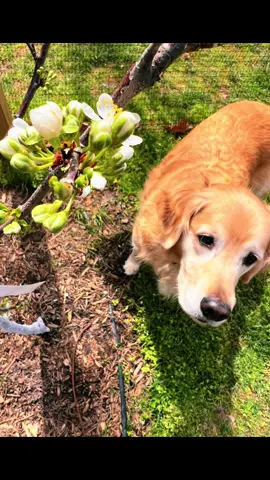 The Stanley Plum is now showing off. Henry appreciates the pollinators and interesting new smells. #plumtree #goldenretrieverlife #backyardfruit #microorchard #blooming #fruitgarden 