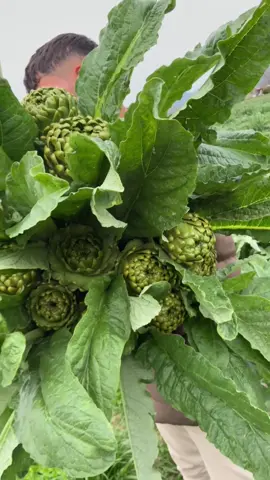 Dalındannn 🌿🥦🤩#enginar #enginardolması #enginarsepeti09 #enginarlıpilav #enginartarifi #CapCut #PernaBamba 