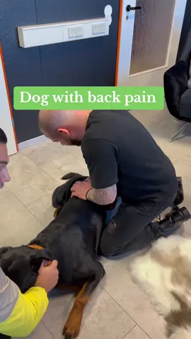 Dog with back pain…🥹 • • • #chiropractortiktok #foryou #asmr #animals #chiropractic #dogsoftiktok #pain #hundeauftiktok #hundevideos 