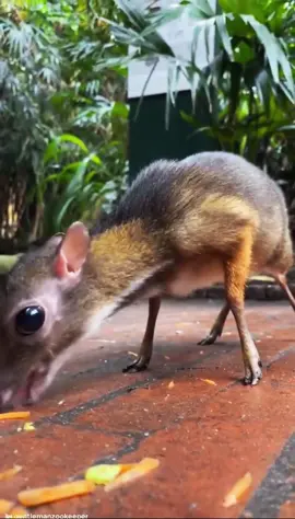 The mouse-deer, also known as the chevrotain, is the world's smallest hoofed mammal. #mouse #deer #mousedeer #animals #rats #fyp 