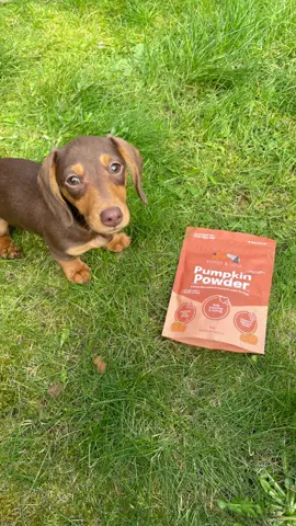 100% Pure Pumpkin Powder from @Buddy and Lola - Link below🎃😍 #dogfood #dogpuree #pumpkinfordogs #pumpkinpuree #dogsupplements #naturaldogfood #dachshund #dachshundsoftiktok #sausagedog #dogsoftiktok #dog #dog #doxie #dachshundoftheday #puppy #wienerdog #minidachshund #sausagedogcentral #dogstiktok #buddyandlolapumpkinpowder #buddyandlolauk #buddyandlola #dog #minidachshundpuppy #pupp #fyp #viral #tiktokshop #dogtiktoker #dogtiktokshop #foodblogger 