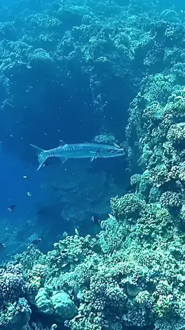 - Reconnect • Private Island Resort & Dive Center -  Tojo Una-Una Regency, Central Sulawesi, Indonesia . . . . . Barracuda at the house reef. Kinda scary looking.  . . . . . #indonesia #bukabuka #sulawesi #centralsulawesi #barracuda #ontherun #indonesiatiktok🇮🇩 #travel #snorkeling #diving #traveltiktok #travellife #asia #southeastasia #fyp #foryou #foryourpage #trending #reconnect #reconnectprivateresort #pulaubukabuka 