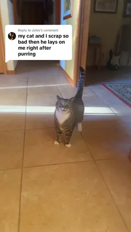 Replying to @Jules  i never know if hes i silly goofy mood or ready to kill me #cat #catlover 