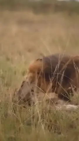 When the predator became the prey for the king. This recent sighting of one of the Sala’s male lions, known as Osapuk, as he hunted down and successfully killed a hyena, then he start to fed upon his unusual catch.  📍 Masai Mara, Kenya  Photographer Credit:- @dr_noumas #lion #hyena #wildlife #brutal #warriors #fight #animal #wildanimals #wildlife #savage 