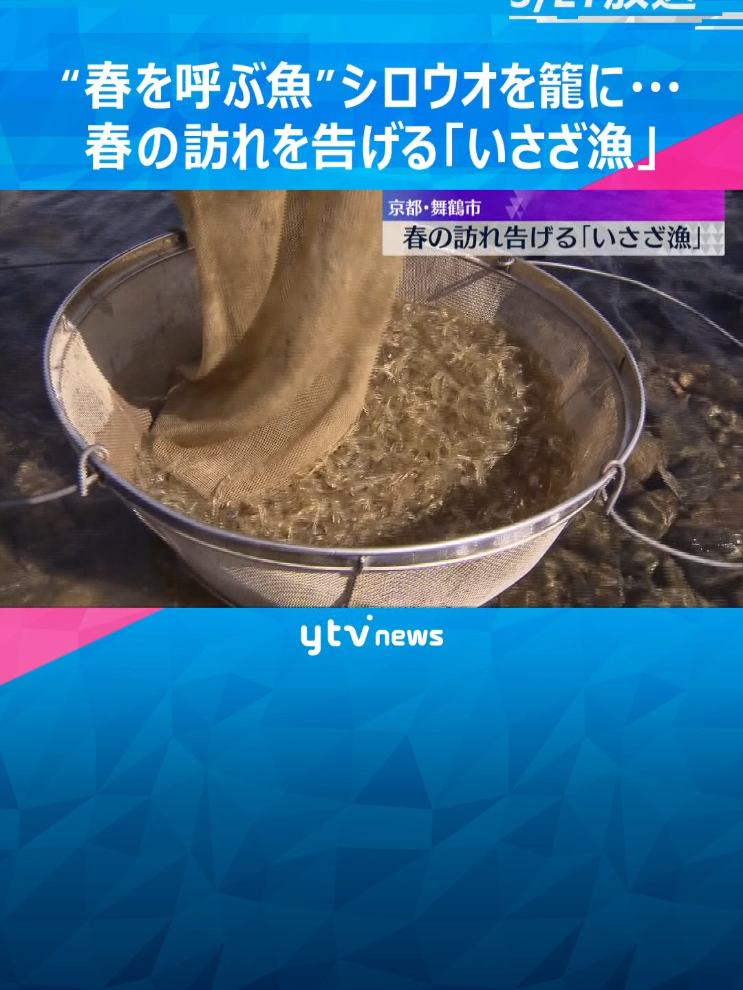 京都府舞鶴市では春の訪れを告げる「いさざ漁」が行われています。いさざは体長約5センチのハゼ科の魚で、一般的には「シロウオ」と呼ばれ、毎年この時期に産卵のため川を上ってきます。市内を流れる伊佐津川では、張り網をして籠に追い込む漁が盛んです。#tiktokでニュース #読売テレビニュース