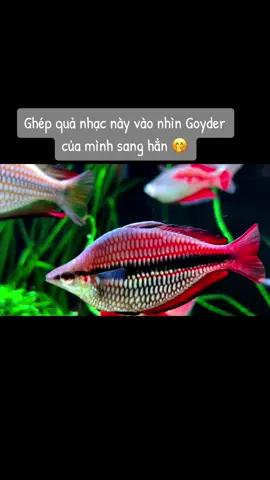 Cho cá ăn xong ghép quả nhạc này vào nhìn goyder của mình sang hẳn 🤭     #cá #fish #thuysinh #thuỷsinh #biotope #biotopeaquarium #hothuysinh #aquarium #aquascaping #nvlaquatic #tiktokawardsvn2023 