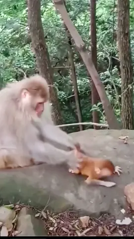 Poor baby monkey #babymonkey #monkey #viral 