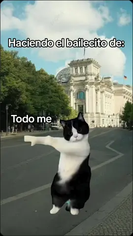 Bailecito de buena vibra. ✌🏼❤️ #BuenaVibra #Bailecito #GatitoBailando #Comedia #Simpático #goodvibes #BuenaSuerte #NoMeImporta #Limpia 😂❤️