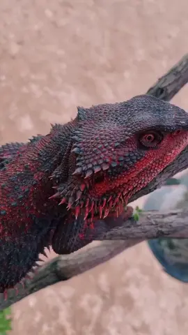 Hoy #expoterrariarepost de @bearded.dragon_buddy ・・・ Perfect ❤️ 💕🥰❤️ 🟥❤️  @bearded.dragon_buddy Credit: @thesuperflydragonguy (TikTok) #repost #beardeddragon #pogona #dragon #dragonbarbudo #reptiles 