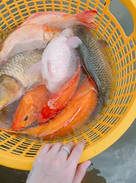 Hôm nay đi chợ hữu duyên gặp được mấy em cá chép bầu. Phóng sanh cá hồi hướng công đức cầu nguyện cho gia đình luôn được bình an❤️ #hữuduyên🍀🍀🐠❤️