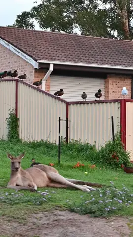 Real life Hitchcock scene in Australia #kangaroo #australia #nature #australiananimals #rural #town #australiananimals #rurallife #marsupial #duck #australianwildlife #neighborhood #australianlife #australiatiktok #wildlife 