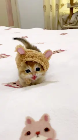 - beautiful kittens..🥰🥰#pet #cat #cutecatvideos #lovecats #kittens #catsoftiktok #kittensoftiktok #cutecat #fyp #foryou 