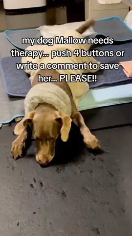 we can't afford Mallow's bone cancer therapy so we are asking for your help.. her expensive therapy is $3631 but she finally will live a normal dog's life.. please help us🙏🙏💔 #doglover #PetsOfTikTok #animalsoftiktok #dogmom #fyp #viral #bonecancer 