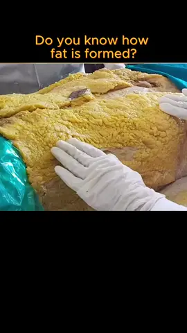 Do you know how fat is formed?#science #fyp #tiktok #fat #healthy #humanscience #humanbodyscience 