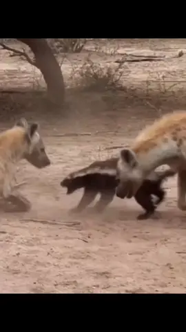 Honey badgers fight hyenas and wild dogs #animals #wildanimals #animalsoftiktok #animalvideos #animallover #fyp #foryou #honeybadger #hyena #wilddog 