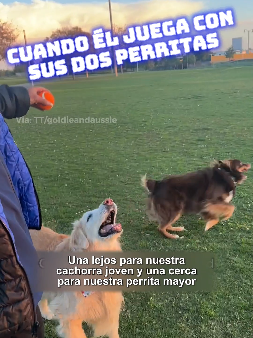 Papá 🐶💪 adapta el juego d la pelota para su perrita mayor 👴🏼 q tiene dificultad pa' moverse. La chica se siente campeona 🏆 trayendo la pelota 1ro mientras su hermana le deja ganar 😍 Gesto d amor y compasión q nos llena el ❤️ #SituacionesdeVida #AmorPerruno #MascotasAdorables #PapaPerro #PerrosTikTok