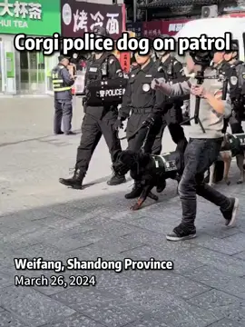 Fuzai, #China’s first #corgi police dog, went on a patrol in a cute but not that cool way on Tuesday in #Weifang, #Shandong Province.