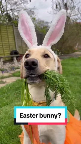 I don’t think that’s the easter bunny 