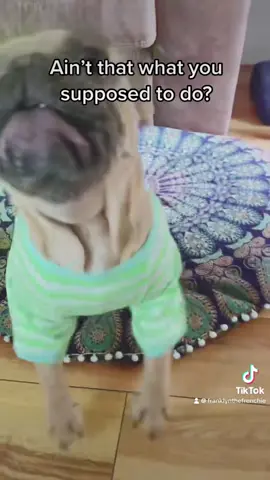 Parents be like.. #viral #dog #cutedogs #tiktok #fyp #foryou #happy #cute #pets #PetsOfTikTok #dogsoftiktok #doglover #maddog 