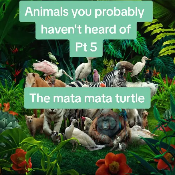 #matamata #turtle #turtles #reptile #reptiles #fyp #animals #trending #lol #duet #foryou #cute #slideshow #informative #aww #viral #wildlife 