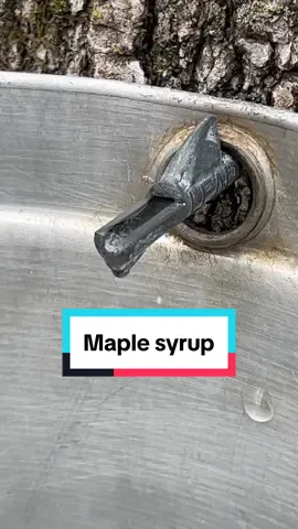 Maple syrup, quick version#foraging #maple #maplesyrup 