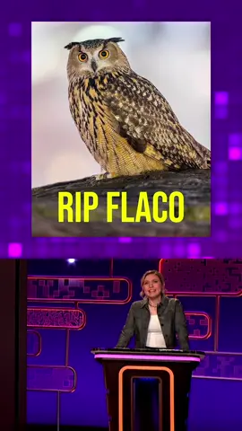 Flaco the owl will fly forever in our hearts