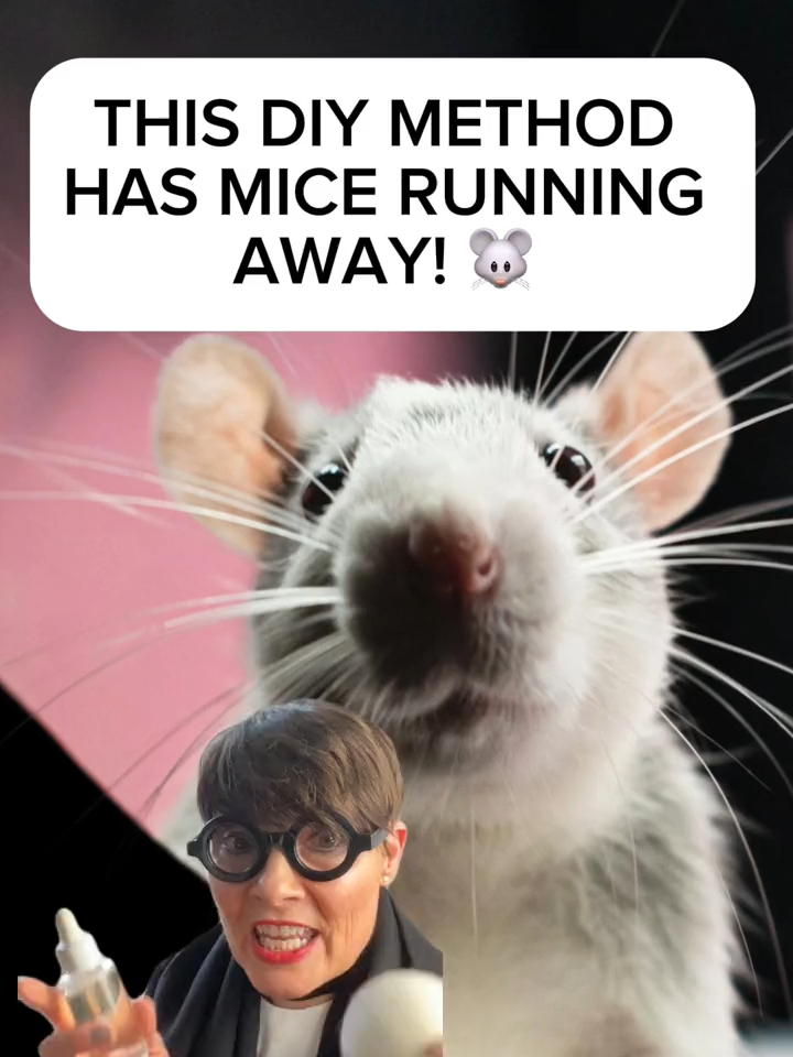 This #DIY method has #mice running away! #pestcontrol #naturalrepellent #peppermintoil