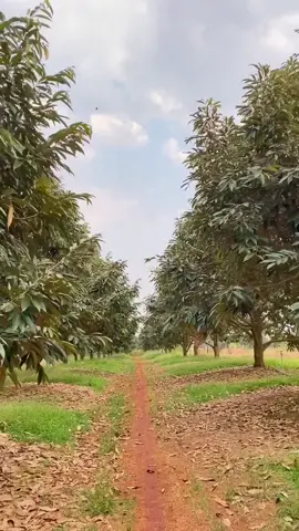 PERKKEBUNAN DURIAN DI THAILAND #thailand🇹🇭 #mothong #petanidurian #JelajahRamadan #hortikultura #seputarhortikultura #Seputarpertanian #informasipertanian #pyp #pypppppppppp #tekniksamcuk 