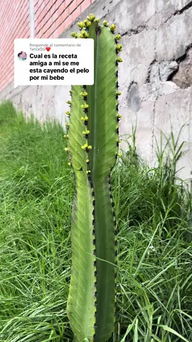 Respuesta a @TaniaQG❤️ esta planta llamasa giganton, en cocción se suele emplear para friccionar y lavar la cabeza, se estima que además mantiene el color y suaviza el cabello. A su vez, el tallo fresco y limpio se le saca el mucílago y se emplea para lavar el cabello o para friccionar el cuero cabelludo. En el caso de la caspa, con el tallo pelado, cortado o licuado y remojado en agua fría, se puede usar para mejorar esta afección. El tallo limpio de espinas, cortado o raspado se coloca en un frasco para dejarlo fermentar. De esa preparación hecha con el cactus se obtiene un producto que se suele usar para lavarse el cabello, de modo que se sustituye el shampoo por una alternativa más amigable con el ambiente. Muchas culturas creen que el tallo limpio y cortado en rodajas puede ayudar a aliviar el dolor de cabeza. 