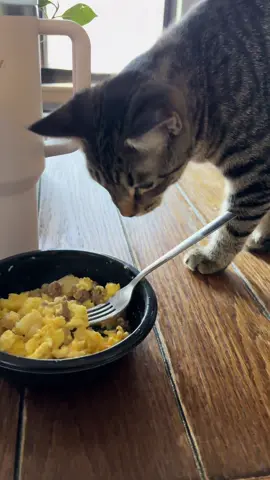 Always scratching away at my food 🤣  #cat #catsoftiktok #meme #memestiktok #catdoesntcare #doesnotapprove #kittentok #breakfastfood 