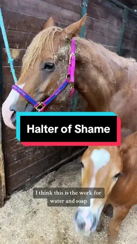 Halter of Shame for Happy🤣🐴 #horsegrooming #horsegroom #horseasmr #mareandfoal #foalsof2024 #foalsoftiktok 